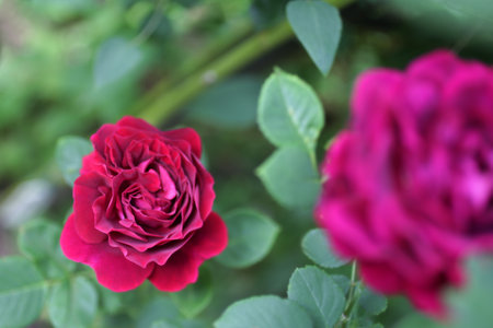 Rose flowersの写真素材