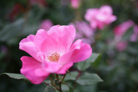 Rose flowers