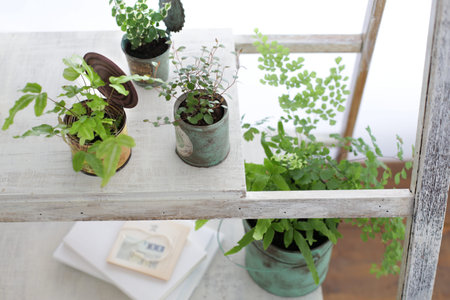 Image photo of DIY wooden shelf and indoor greenの写真素材