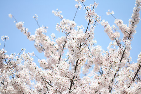 Cherry blossoms, the national symbol of Japanの写真素材