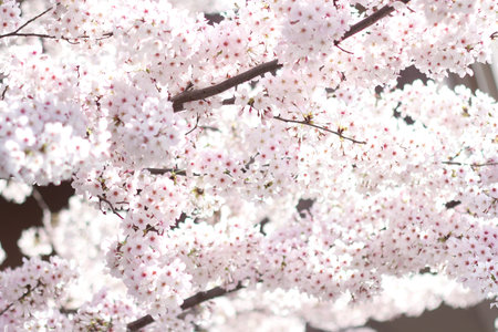 Cherry blossoms, the national symbol of Japan