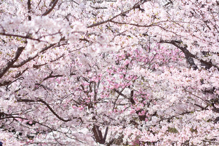 Cherry blossoms, the national symbol of Japan
