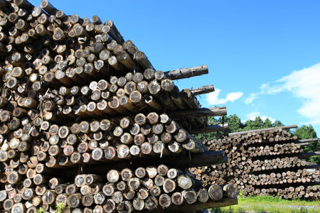 Felled and stacked timber