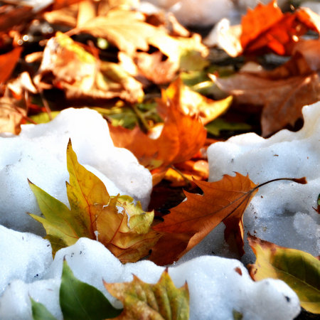 Snow on the leaves