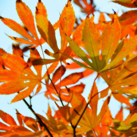 Red maple leaves under blue sky