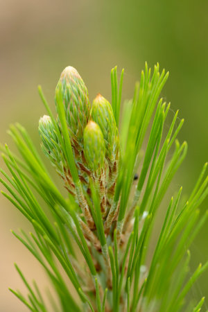 young pine tree brunch macro with and a blurred background