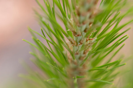 young pine tree brunch macro with and a blurred background