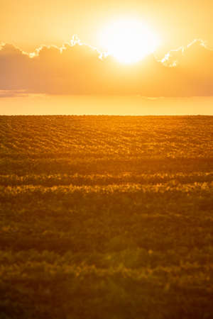 Beautiful golden unset with cloud sun over crop field with rowsの写真素材