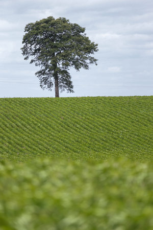 lonely tree on field with blurred foreground and a beautiful sky