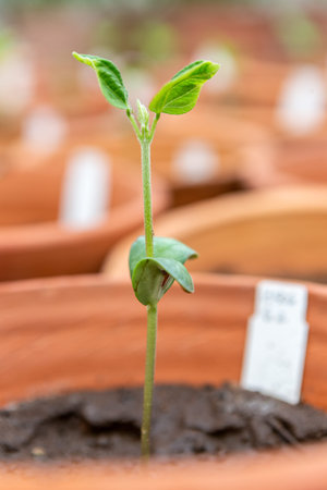 plants germination on pots and tags close up