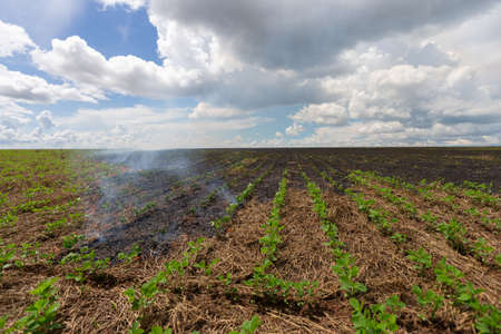 Fire burning on crop field - hot accident lighting boltの写真素材