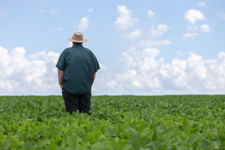 farmer looking over crop field with a beautiful sky on horizonの写真素材