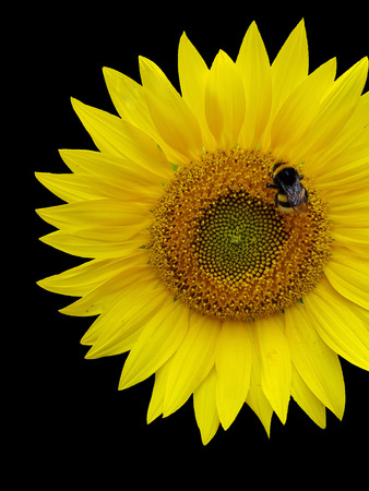 Sunflower with bumblebee on a black backgroundの写真素材