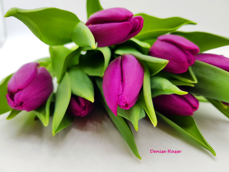 Purple tulips on white backgroundの写真素材
