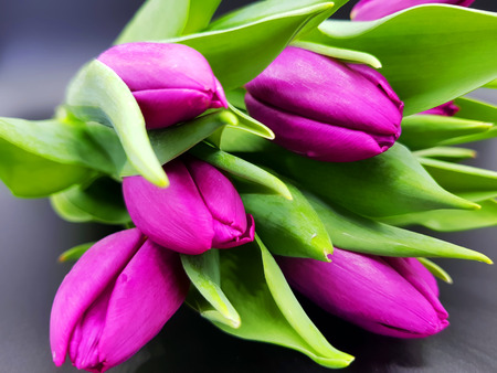 Purple tulips on black backgroundの写真素材
