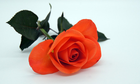 Single salmon colors rose on white backgroundの写真素材