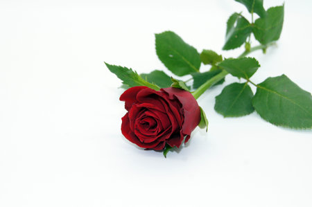 Single red rose on white backgroundの写真素材