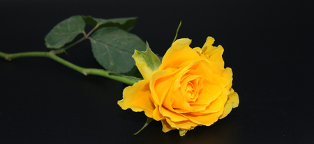 Single yellow rose on black backgroundの写真素材