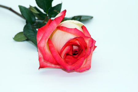 Single red roses on white backgroundの写真素材