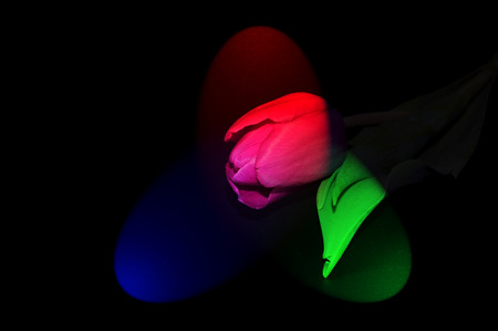 Single purple tulip illuminated black backgroundの写真素材