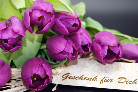 Purple tulips lying on black backgroundの写真素材