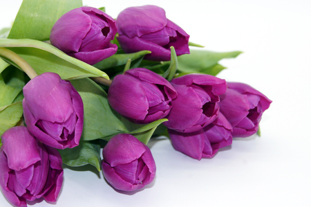 Purple tulips lying on white backgroundの写真素材