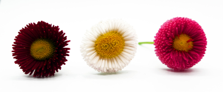Small flowers lying on white backgroundの写真素材