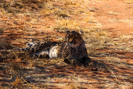 Wild Leopards in Africa Namibia
