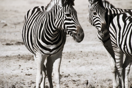 Wild zebra in the steppe of Africa