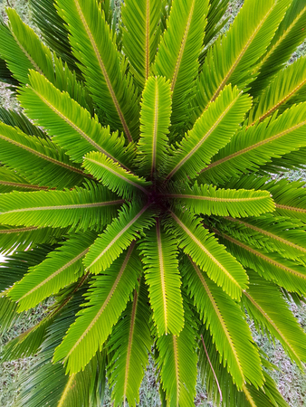 Canary Date Palm in Turkeyの写真素材