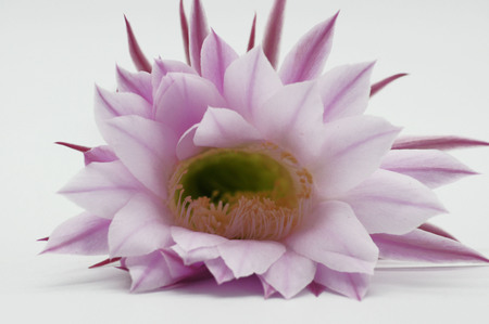 Big blossom of a cactus on a white backgroundの写真素材