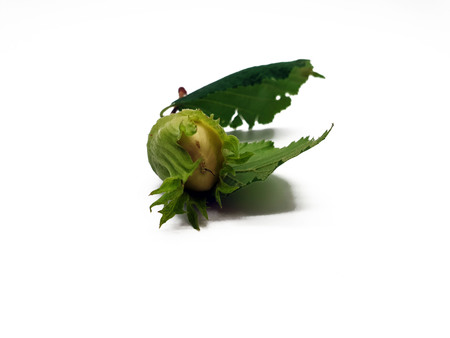 Fresh unripe hazelnut isolated on white backgroundの写真素材