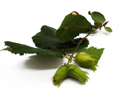 Fresh unripe hazelnut isolated on white background