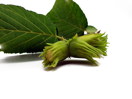 Fresh unripe hazelnut isolated on white backgroundの写真素材