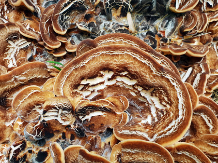 Abstract background of a tree. Mushroom in closeup