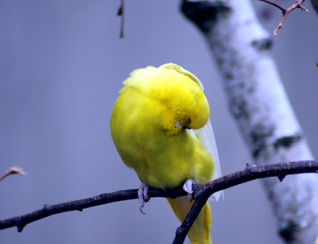 Yellow budgerigar parrot on a branchの写真素材