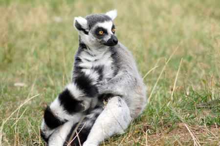 Lemurs monkeys in captivity at the zoo