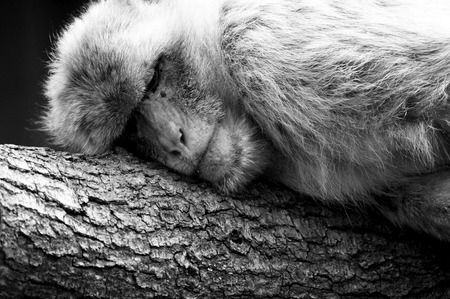 Berber monkeys in captivity at the zooの写真素材
