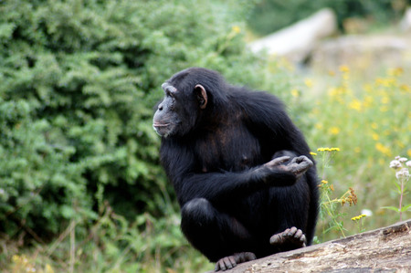 Chimpanzee monkey in fasting at the zooの写真素材