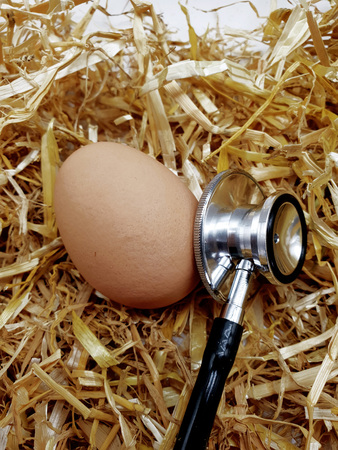 Chicken egg in straw with stethoscopeの写真素材
