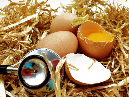 Chicken egg in straw with stethoscope