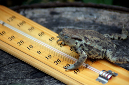 Weatherman in the garden