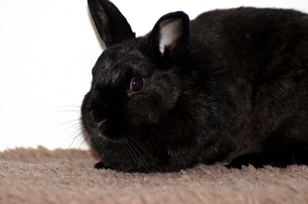 Black dwarf rabbit isolated on white backgroundの写真素材