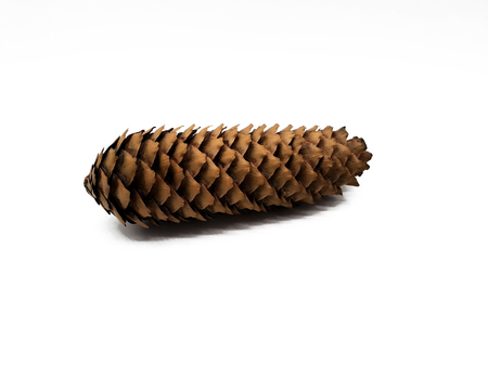 Pine cones isolated on white backgroundの写真素材