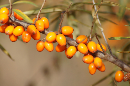 Sea buckthorn fruit on the branchの写真素材