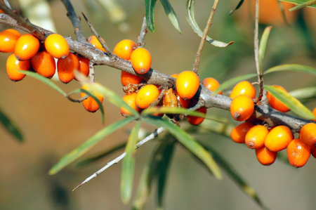 Sea buckthorn fruit on the branch
