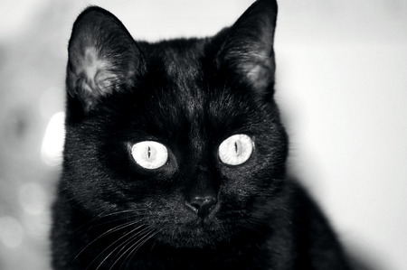 Portrait of a beautiful black catの写真素材