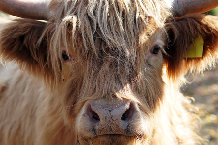 Scottish Highland cattle at the farmer's pastureの写真素材