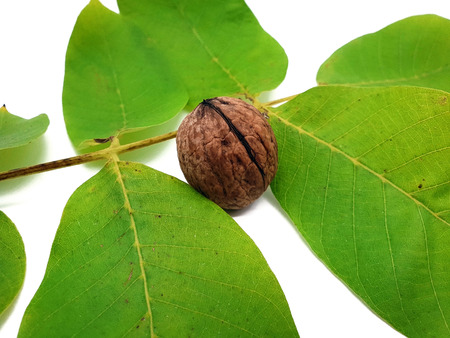 Walnut in the peel isolated on white backgroundの写真素材