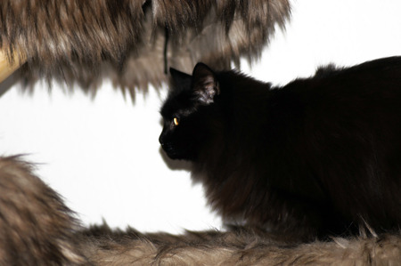 Black Forest Cat in the Apartmentの写真素材